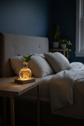 Clusia en frasco Samoa con LED — Planta hidropónica luminosa — Ø5 cm — H10 cm - Verdeia - 3