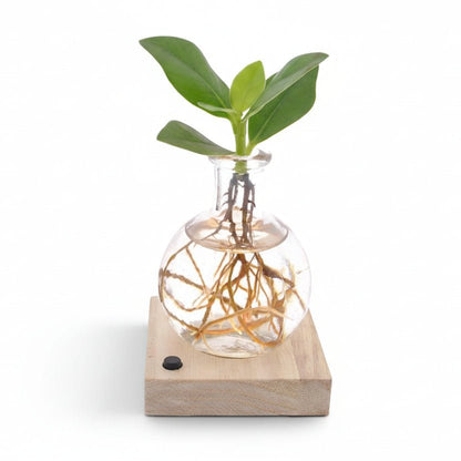 Clusia en frasco Samoa con LED — Planta hidropónica luminosa — Ø5 cm — H10 cm - Verdeia - 1