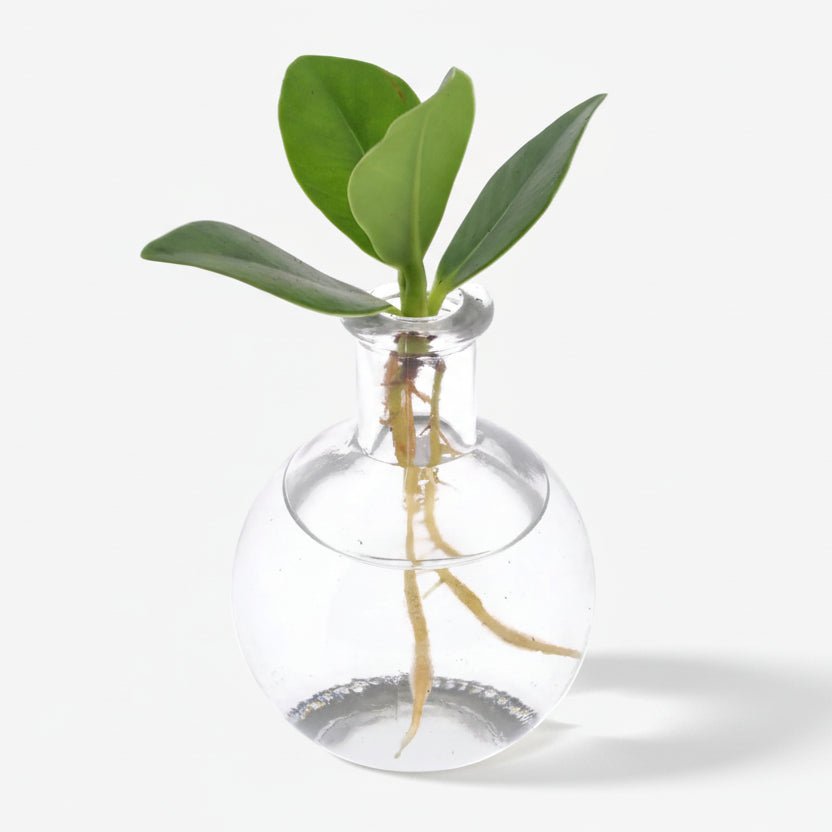 Clusia en pot Samoa — Planta hidropònica mini — Ø5 cm — H10 cm - Verdeia - 1