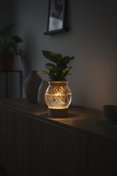 Clusia en frasco de vidrio + LED — Planta hidropónica — Ø12 cm — H30 cm - Verdeia - 3