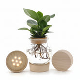 Clusia en jarrón de vidrio + LED — Planta hidropónica — Ø12 cm — H30 cm - Verdeia - 1