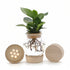 Clusia en jarrón de vidrio + LED — Planta hidropónica — Ø12 cm — H30 cm - Verdeia - 1