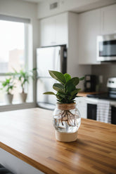 Clusia en frasco de vidrio + LED — Planta hidropónica — Ø12 cm — H30 cm - Verdeia - 5
