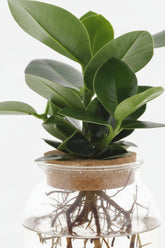 Clusia en frasco de vidrio + LED — Planta hidropónica — Ø12 cm — H30 cm - Verdeia - 2