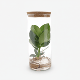 Clusia en tub de vidre — Planta hidropònica — Ø12 cm — A30 cm - Verdeia - 1