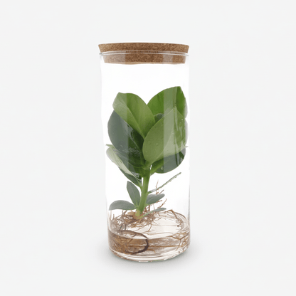 Clusia en tub de vidre — Planta hidropònica — Ø12 cm — A30 cm - Verdeia - 1