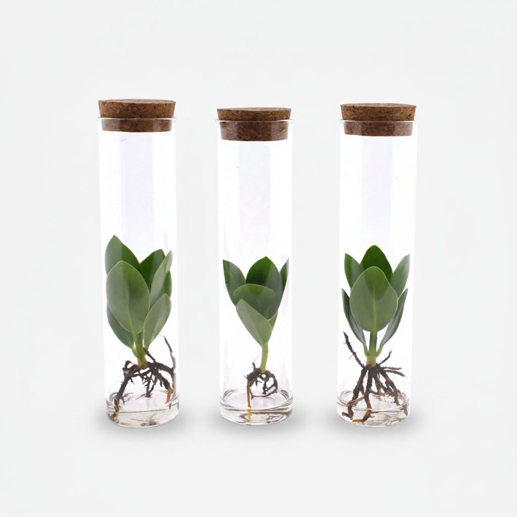 Clusia en tube verre — Lot de 3 — Hydroponique - Verdeia - 1