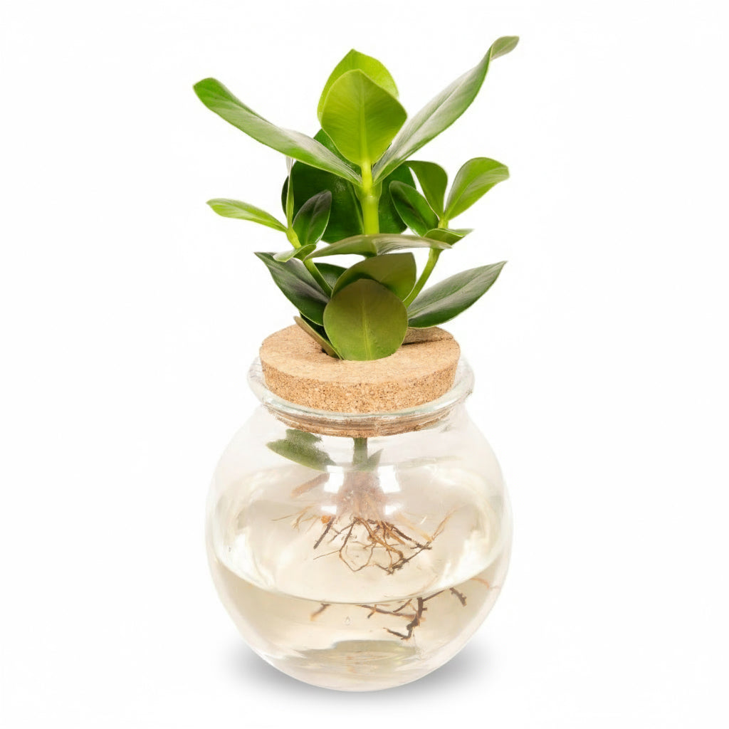 Clusia hydroponique en verre boule avec bouchon de liège – Ø12cm – ↕30cm - Verdeia