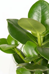 Clusia hidropónica en vidrio Kingston – H30 cm | Bote Ø12 cm - Verdeia - 2