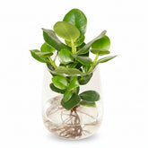 Clusia hidropónica en vidrio Kingston – D12 x H30 cm - Verdeia - 1