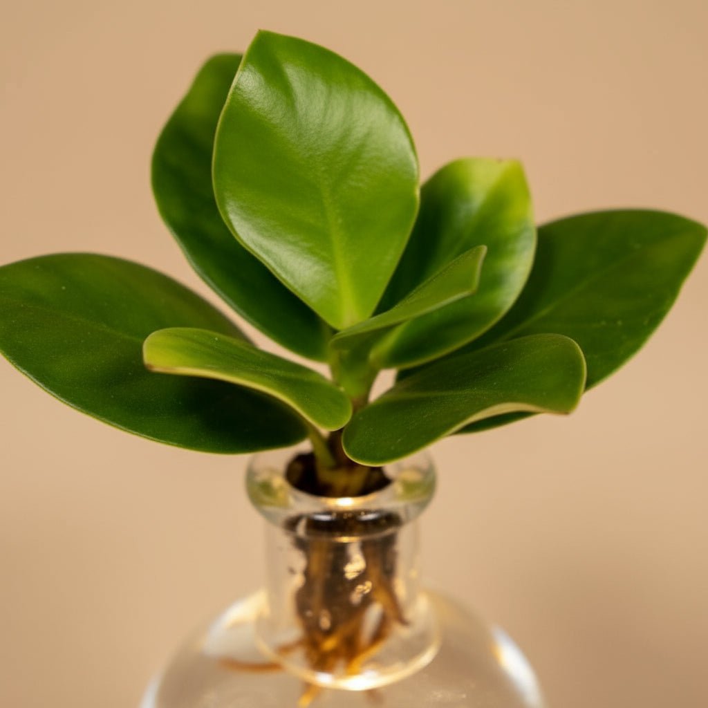 Clusia hydroponique en verre Samoa avec LED – Ø4cm – ↕10cm - Verdeia