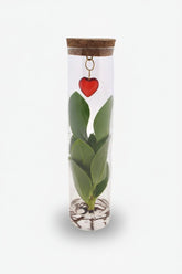 Clusia hydroponique — Tube verre bouchon liège et pendentif cœur - H15 cm | Ø7 cm - Verdeia - 1