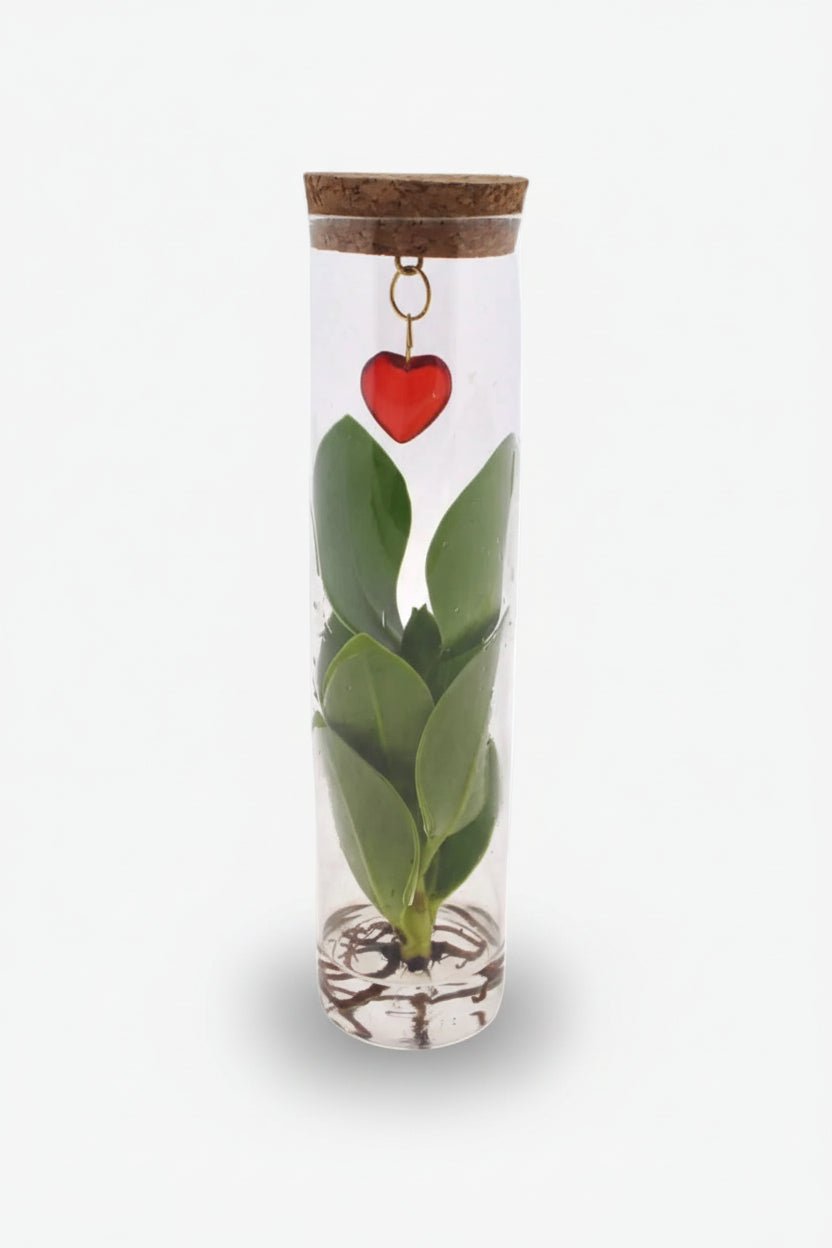 Clusia hydroponique — Tube verre bouchon liège et pendentif cœur - H15 cm | Ø7 cm - Verdeia - 1
