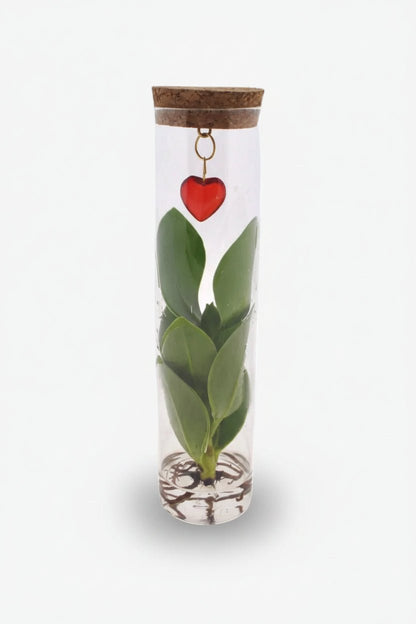 Clusia hydroponique — Tube verre bouchon liège et pendentif cœur - H15 cm | Ø7 cm - Verdeia - 1