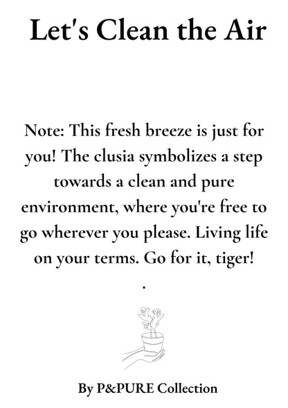 Clusia Rosea Regalo &