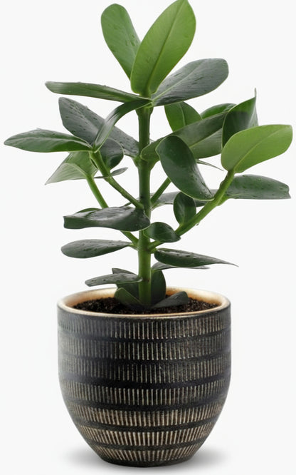 Clusia rosea ‘Princess’ – Arbre autographe - Verdeia