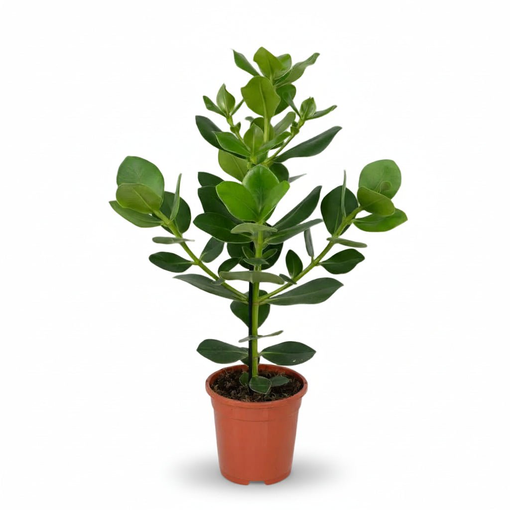 Clusia rosea &