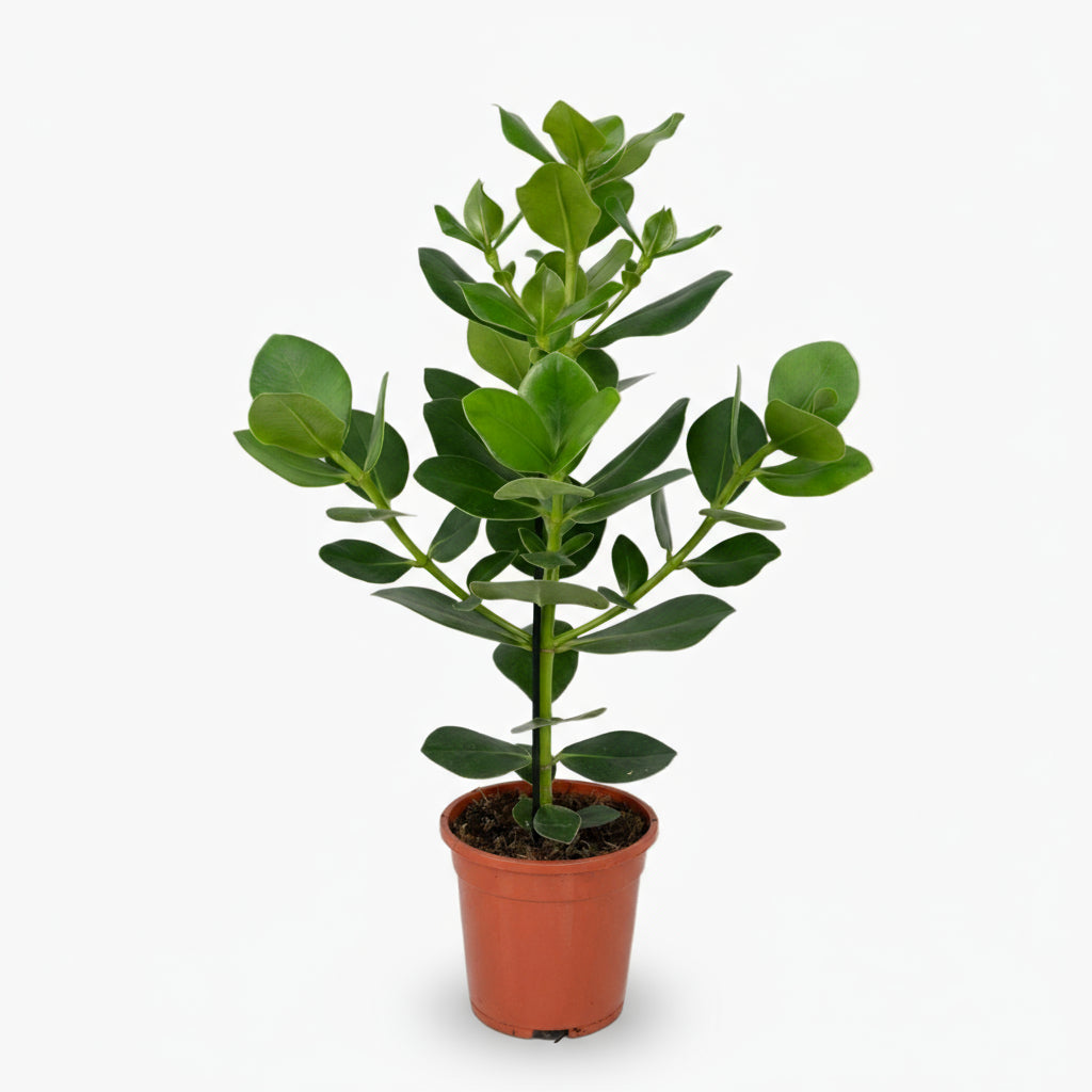 Clusia rosea ‘Princess’ – Arbre autographe - Verdeia