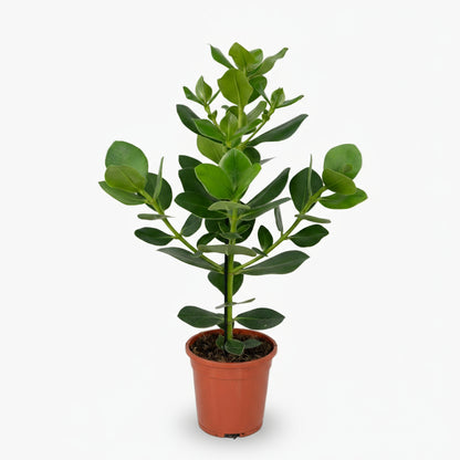 Clusia rosea ‘Princess’ – Arbre autographe - Verdeia