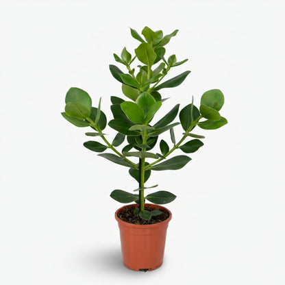 Clusia rosea ‘Princess’ – Arbre autographe - Verdeia