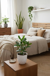 Clusia rosea &