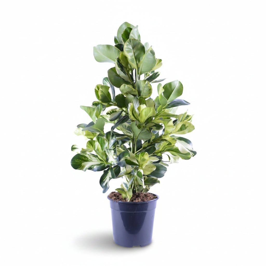 Clusia rosea &