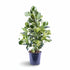 Clusia rosea &