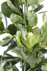 Clusia rosea &