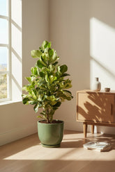 Clusia rosea &
