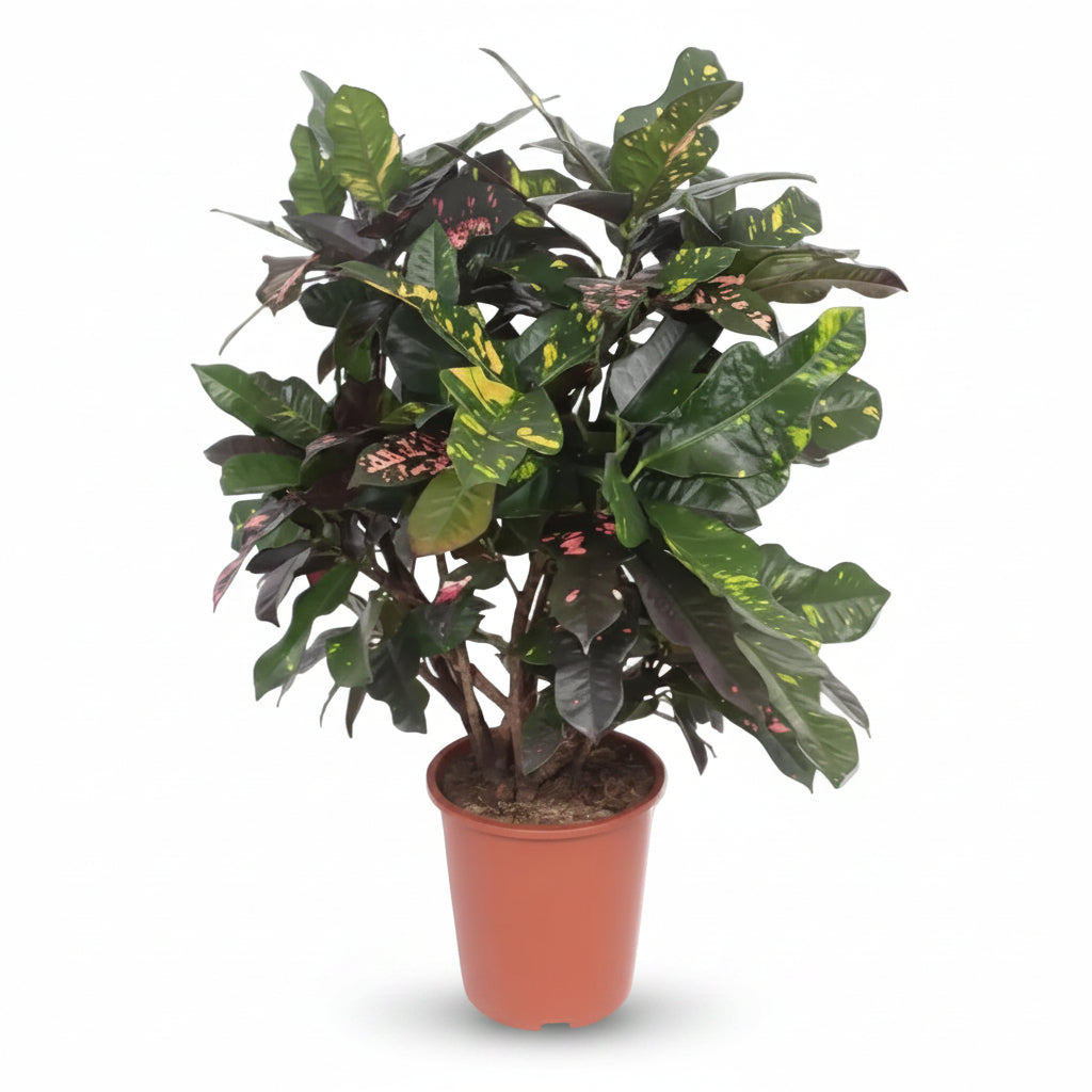 Codiaeum Magnificent — Multicolor XXL Croton