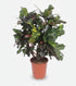 Codiaeum Magnificent — Croton sobre fondo blanco