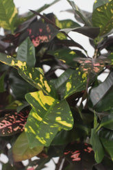 primer plano del follaje del Codiaeum Magnificent — Croton