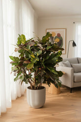 Codiaeum Magnificent — Croton - Verdeia - 3