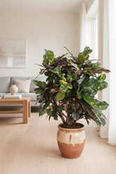 Codiaeum Magnificent — Croton - Verdeia - 4