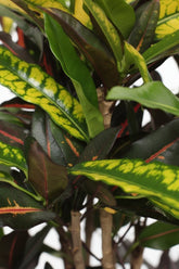 Codiaeum &