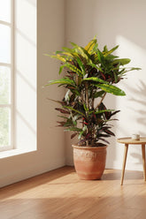 Codiaeum &