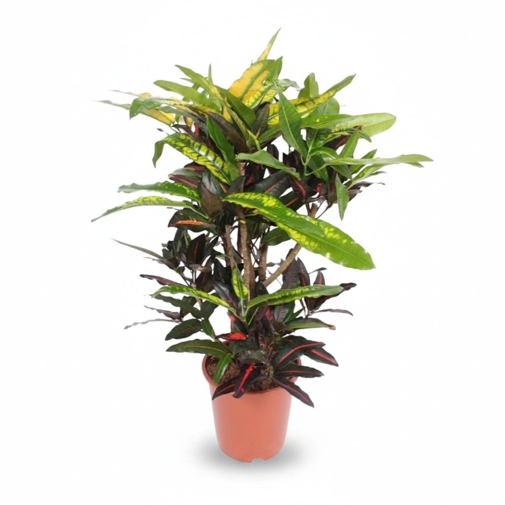 Codiaeum &