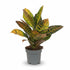 Codiaeum Petra – Croton coloré – Ø17cm – ↕45cm - Verdeia