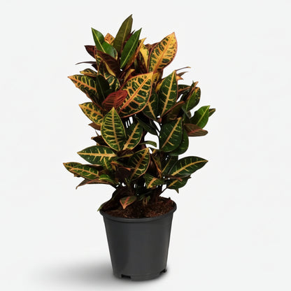 Codiaeum Petra — Croton colorido - Verdeia - 4