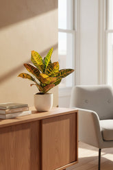 Codiaeum Petra — Croton colorido - Verdeia - 5