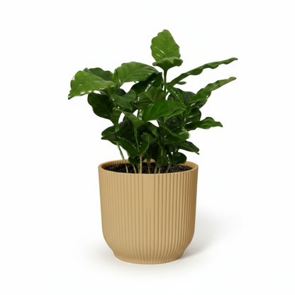 Coffea arabica – Caféier - Verdeia