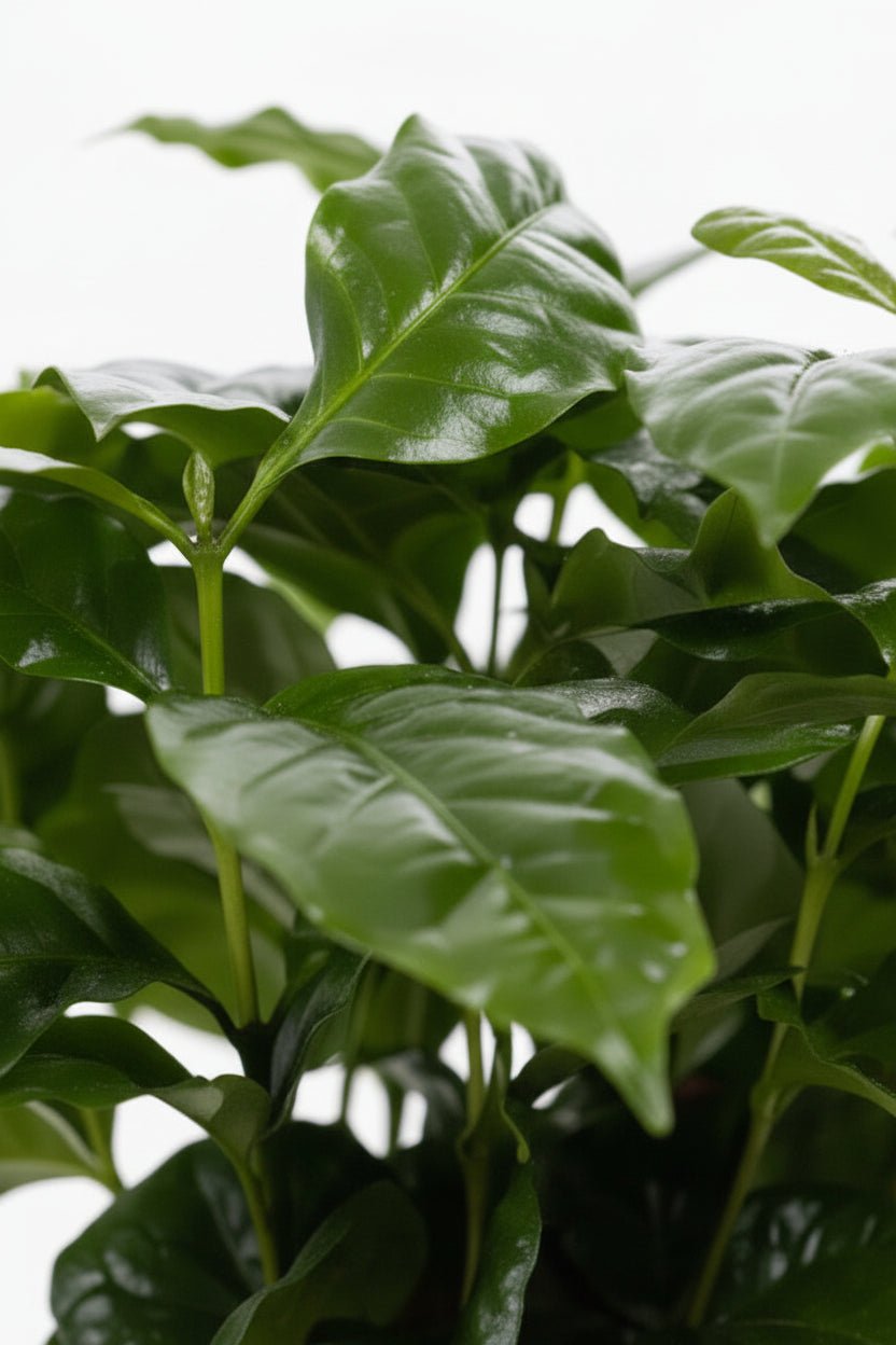Coffea arabica — Cafeto — Ø12 x H20 cm — Listo para colocar — Cerámica dorada - Verdeia - 2