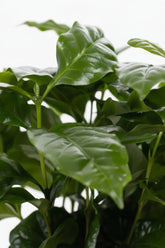 Coffea arabica — Caféplante — Ø12 x H20 cm — Klar til at stille — Guldglaseret keramik - Verdeia - 2