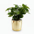 Coffea arabica — Caféplante — Ø12 x H20 cm — Klar til at stille — Guldglaseret keramik - Verdeia - 1