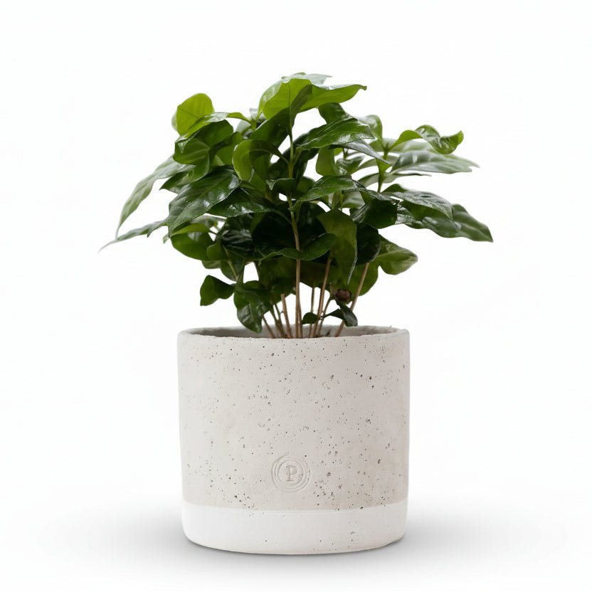 Coffea arabica — Cafeto — Ø12 x H20 cm — Listo para colocar — Cerámica jade - Verdeia - 1