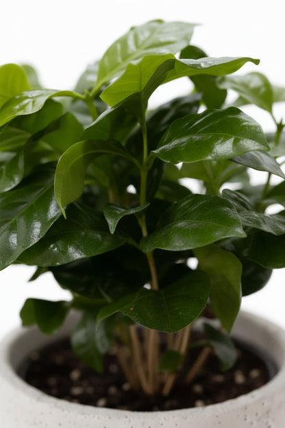 Coffea arabica — Cafeto — Ø12 x H20 cm — Listo para colocar — Cerámica jade - Verdeia - 2