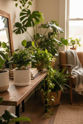 Coffea arabica — Cafeto — Ø12 x H20 cm — Listo para colocar — Cerámica jade - Verdeia - 5