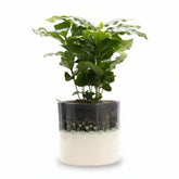 Coffea arabica — Kaffetræ — Ø12 x H20 cm — Klar til at stille — Hvid keramik - Verdeia - 1