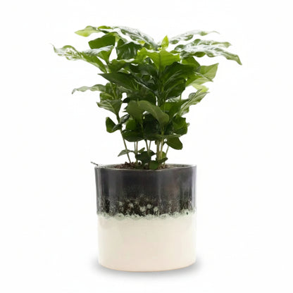 Coffea arabica — Kaffetræ — Ø12 x H20 cm — Klar til at stille — Hvid keramik - Verdeia - 1