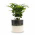 Coffea arabica — Kaffetræ — Ø12 x H20 cm — Klar til at stille — Hvid keramik - Verdeia - 1